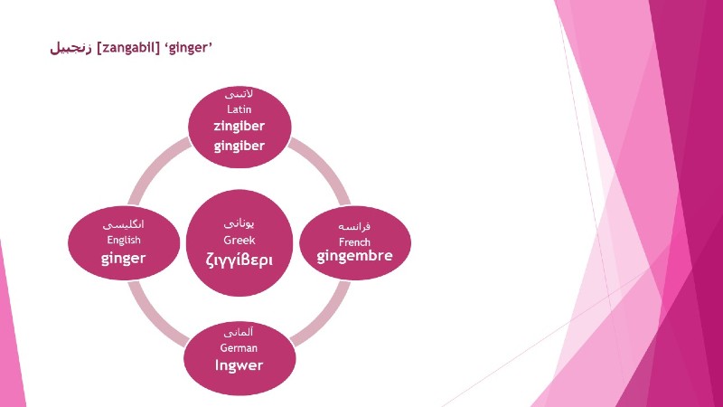 Europeam ginger etymology from Greek and Persian