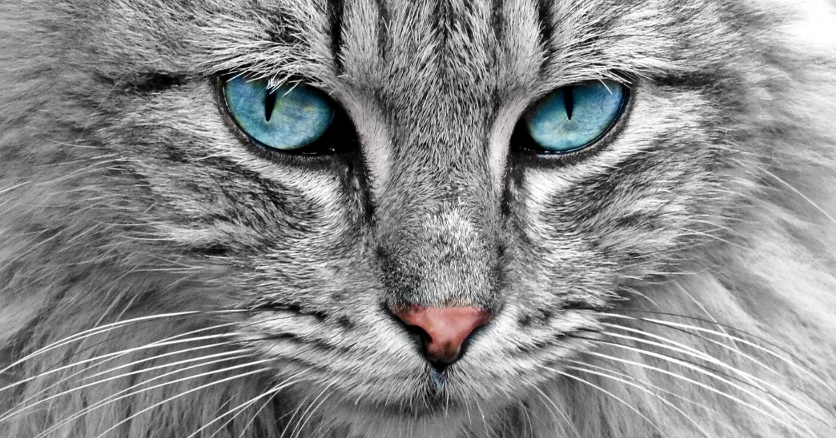 Etymology of GORBE (cat) in Persian | ASPIRANTUM